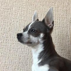 Подробнее об объявлении «Пропала собака кобель Хабаровск» Фото: пропала собака  «Пропала собака кобель Хабаровск» в г. Хабаровск