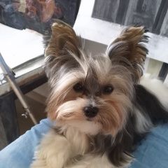 Подробнее об объявлении «Пропала собака кобель вознаграждение 5000 Чебоксары» Фото: пропала собака  «Пропала собака кобель вознаграждение 5000...» в г. Чебоксары