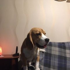 Подробнее об объявлении «Пропала собака кобель породы бигль Красные Баки» Фото: пропала собака Бигль «Пропала собака кобель породы бигль Красные Баки» в г. Красные Баки