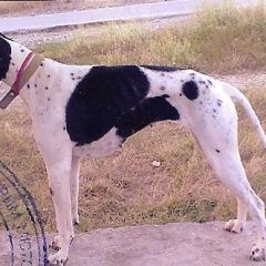 Подробнее об объявлении «Пропала собака пойнтер Симферополь» Фото: пропала собака Пойнтер «Пропала собака пойнтер Симферополь» в г. Симферополь