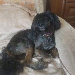 Подробнее об объявлении «Пропала собака кобель Санкт-Петербург» Фото: пропала собака Петербургская орхидея «Пропала собака кобель Санкт-Петербург» в г. Санкт-Петербург