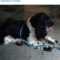 Подробнее об объявлении «Армавир Пропала собака» Фото: пропала собака Русский охотничий спаниель «Армавир Пропала собака» в г. Армавир