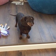 Подробнее об объявлении «Пропала собака Нарофоминск» Фото: пропала собака Такса «Пропала собака Нарофоминск» в г. Нарофоминск