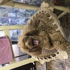 Подробнее об объявлении «Пропала собака Симферополь» Фото: пропала собака Пудель «Пропала собака Симферополь» в г. Симферополь