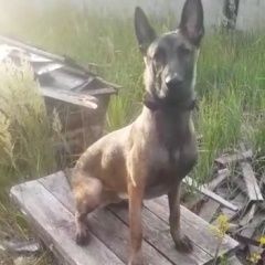 Подробнее об объявлении «Нижний Новгород Пропала собака кобель» Фото: пропала собака Бельгийский малинуа «Нижний Новгород Пропала собака кобель» в г. Нижний Новгород