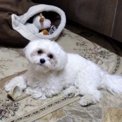 Подробнее об объявлении «Пропала собака кобель щенок мальтезе Хабаровск» Фото: пропала собака Мальтийская болонка «Пропала собака кобель щенок мальтезе Хабаровск» в г. Хабаровск