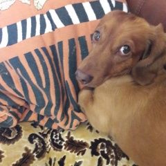 Подробнее об объявлении «Анапа Пропала собака кобель помогите найти» Фото: пропала собака Такса «Анапа Пропала собака кобель помогите найти» в г. Анапа