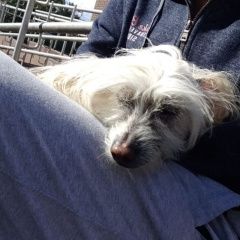 Подробнее об объявлении «Пропала собака кобель Королев» Фото: пропала собака Китайская хохлатая собака «Пропала собака кобель Королев» в г. Королев