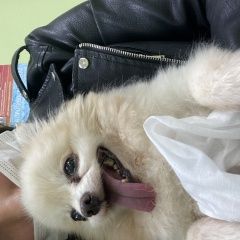 Подробнее об объявлении «Красноярск Пропала собака кобель» Фото: пропала собака Померанский шпиц «Красноярск Пропала собака кобель» в г. Красноярск