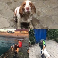Подробнее об объявлении «Пропала собака спаниэль Адлер» Фото: пропала собака Русский охотничий спаниель «Пропала собака спаниэль Адлер» в г. Адлер