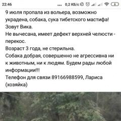 Подробнее об объявлении «Пропала собака Солнечногорск» Фото: пропала собака  «Пропала собака Солнечногорск» в г. Солнечногорск