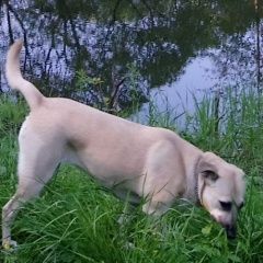 Подробнее об объявлении «Подольск Пропала собака маруся» Фото: пропала собака  «Подольск Пропала собака маруся» в г. Подольск