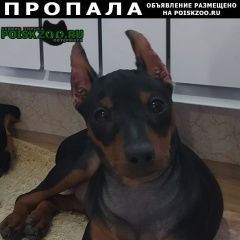 Подробнее об объявлении «Пропала собака щенок цвергпинчера Уфа» Фото: пропала собака  «Пропала собака щенок цвергпинчера Уфа» в г. Уфа