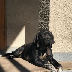 Подробнее об объявлении «Пропала собака кобель Симферополь» Фото: пропала собака Пойнтер «Пропала собака кобель Симферополь» в г. Симферополь