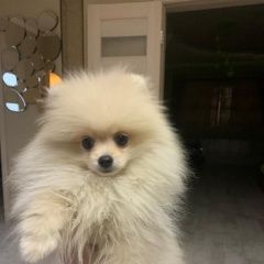 ����: ������� ������ �������� ���� ���������� ������� ������ ������� � �. ���������