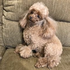 Подробнее об объявлении «Пропала собака Симферополь» Фото: пропала собака Пудель «Пропала собака Симферополь» в г. Симферополь