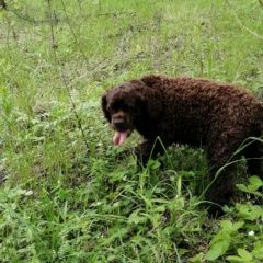 Подробнее об объявлении «Пропала собака кокер спаниель Воскресенск» Фото: пропала собака Американский кокер-спаниель «Пропала собака кокер спаниель Воскресенск» в г. Воскресенск