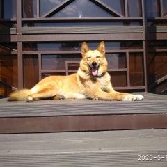 Подробнее об объявлении «Пропала собака Дмитров» Фото: пропала собака  «Пропала собака Дмитров» в г. Дмитров