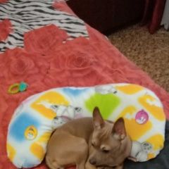 Подробнее об объявлении «Анапа Пропала собака» Фото: пропала собака Русский той-терьер «Анапа Пропала собака» в г. Анапа