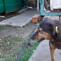 Подробнее об объявлении «Пропала собака Симферополь» Фото: пропала собака  «Пропала собака Симферополь» в г. Симферополь