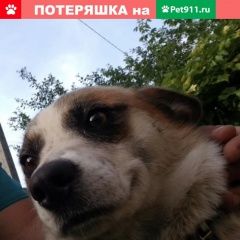 Подробнее об объявлении «Пропала собака кобель Орел» Фото: пропала собака  «Пропала собака кобель Орел» в г. Орел