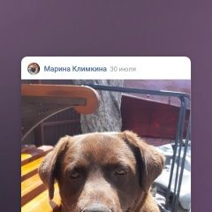 Подробнее об объявлении «Пенза Пропала собака кобель ищу лабродора» Фото: пропала собака Лабрадор ретривер «Пенза Пропала собака кобель ищу лабродора» в г. Пенза