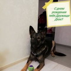 Подробнее об объявлении «Обнинск Пропала собака кобель дюк с ошейником и адресником вознагражде» Фото: пропала собака  «Обнинск Пропала собака кобель дюк с ошейником и...» в г. Обнинск