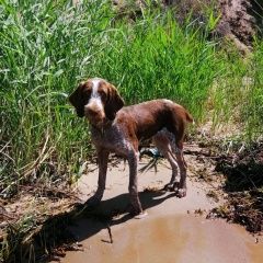 Подробнее об объявлении «Пропала собака похожа на дратхаар, гончую. чепелёво Чехов» Фото: пропала собака Дратхаар «Пропала собака похожа на дратхаар, гончую....» в г. Чехов