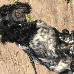 Подробнее об объявлении «Пропала собака кобель щенок испугался залпов салюта и убежал Санкт-Петербург» Фото: пропала собака Русский охотничий спаниель «Пропала собака кобель щенок испугался залпов...» в г. Санкт-Петербург