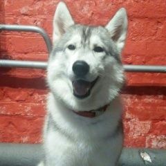 Подробнее об объявлении «Подольск Пропала собака вознаграждение гарантируется.» Фото: пропала собака Сибирская хаски «Подольск Пропала собака вознаграждение...» в г. Подольск