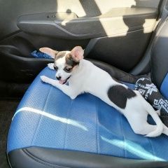 Подробнее об объявлении «Пропала собака чихуахуа приморский район г. спб Санкт-Петербург» Фото: пропала собака Чихуахуа «Пропала собака чихуахуа приморский район г. спб...» в г. Санкт-Петербург