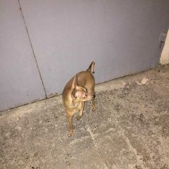 Подробнее об объявлении «Анапа Пропала собака после дтп» Фото: пропала собака Русский той-терьер «Анапа Пропала собака после дтп» в г. Анапа