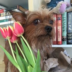 Подробнее об объявлении «Пропала собака кобель пёс, маленькой породы окрас рыжий Санкт-Петербург» Фото: пропала собака  «Пропала собака кобель пёс, маленькой породы...» в г. Санкт-Петербург