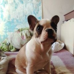 Подробнее об объявлении «Пропала собака щенок французского бульдога Кемерово» Фото: пропала собака Французский бульдог «Пропала собака щенок французского бульдога...» в г. Кемерово