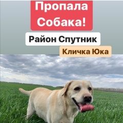 Подробнее об объявлении «Пенза Пропала собака лабрадор, кличка юка» Фото: пропала собака Лабрадор ретривер «Пенза Пропала собака лабрадор, кличка юка» в г. Пенза