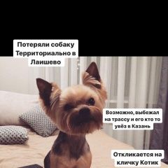 Подробнее об объявлении «Пропала собака кобель йорк мальчик Лаишево» Фото: пропала собака Йоркширский терьер «Пропала собака кобель йорк мальчик Лаишево» в г. Лаишево