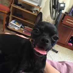 Подробнее об объявлении «Армавир Пропала собака» Фото: пропала собака  «Армавир Пропала собака» в г. Армавир