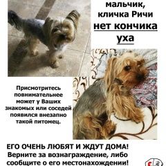 Подробнее об объявлении «Пропала собака кобель йоркширский терьер Воронеж» Фото: пропала собака Йоркширский терьер «Пропала собака кобель йоркширский терьер Воронеж» в г. Воронеж
