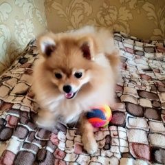 Подробнее об объявлении «Ростов-на-Дону Пропала собака ищем любимую девочку - шпица» Фото: пропала собака Померанский шпиц «Ростов-на-Дону Пропала собака ищем любимую...» в г. Ростов-на-Дону