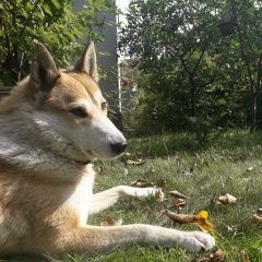 Подробнее об объявлении «Пропала собака кобель помогите найти собаку Немчиновка» Фото: пропала собака Западно-сибирская лайка «Пропала собака кобель помогите найти собаку...» в г. Немчиновка