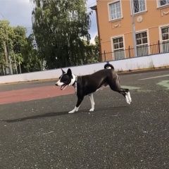 Подробнее об объявлении «Пропала собака кобель Косино» Фото: пропала собака Басенджи «Пропала собака кобель Косино» в г. Косино