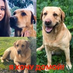 Подробнее об объявлении «Пропала собака кобель Санкт-Петербург» Фото: пропала собака Лабрадор ретривер «Пропала собака кобель Санкт-Петербург» в г. Санкт-Петербург