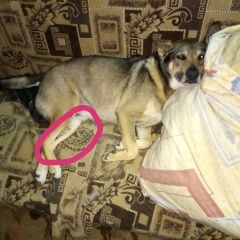 Подробнее об объявлении «Пропала собака кобель Озеры» Фото: пропала собака  «Пропала собака кобель Озеры» в г. Озеры