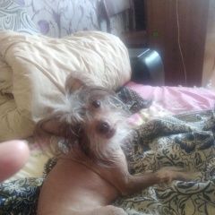 Подробнее об объявлении «Пропала собака кобель помогите ради бога найти Смоленск» Фото: пропала собака Китайская хохлатая собака «Пропала собака кобель помогите ради бога найти...» в г. Смоленск