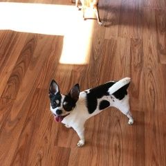 Подробнее об объявлении «Пропала собака кобель Дмитров» Фото: пропала собака  «Пропала собака кобель Дмитров» в г. Дмитров