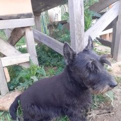 Подробнее об объявлении «Пропала собака кобель Санкт-Петербург» Фото: пропала собака Скотч-терьер «Пропала собака кобель Санкт-Петербург» в г. Санкт-Петербург