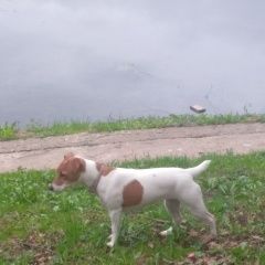 Подробнее об объявлении «Лобня Пропала собака джесси джек рассел терьер» Фото: пропала собака Джек рассел терьер «Лобня Пропала собака джесси джек рассел терьер» в г. Лобня