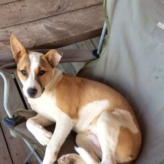 Подробнее об объявлении «Пропала собака помогите пожалуйста найти собаку Самара» Фото: пропала собака Американский стаффордширский терьер «Пропала собака помогите пожалуйста найти собаку...» в г. Самара