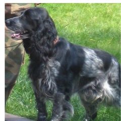 Подробнее об объявлении «Пропала собака кобель спаниель, рядом ликино дулево шатура Орехово-Зуево» Фото: пропала собака Русский охотничий спаниель «Пропала собака кобель спаниель, рядом ликино...» в г. Орехово-Зуево