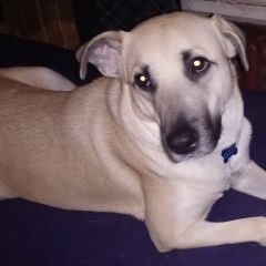 Подробнее об объявлении «Подольск Пропала собака маруся друзья, нужна ваша помощь» Фото: пропала собака  «Подольск Пропала собака маруся друзья, нужна...» в г. Подольск